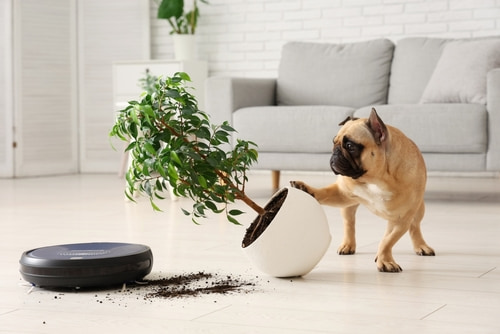 toronto house cleaning services